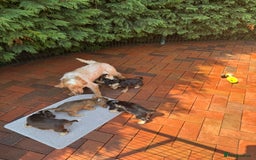 Cocker Spaniel dogs for sale: Last 2 boys fully vaccinated health checked  - Image 5