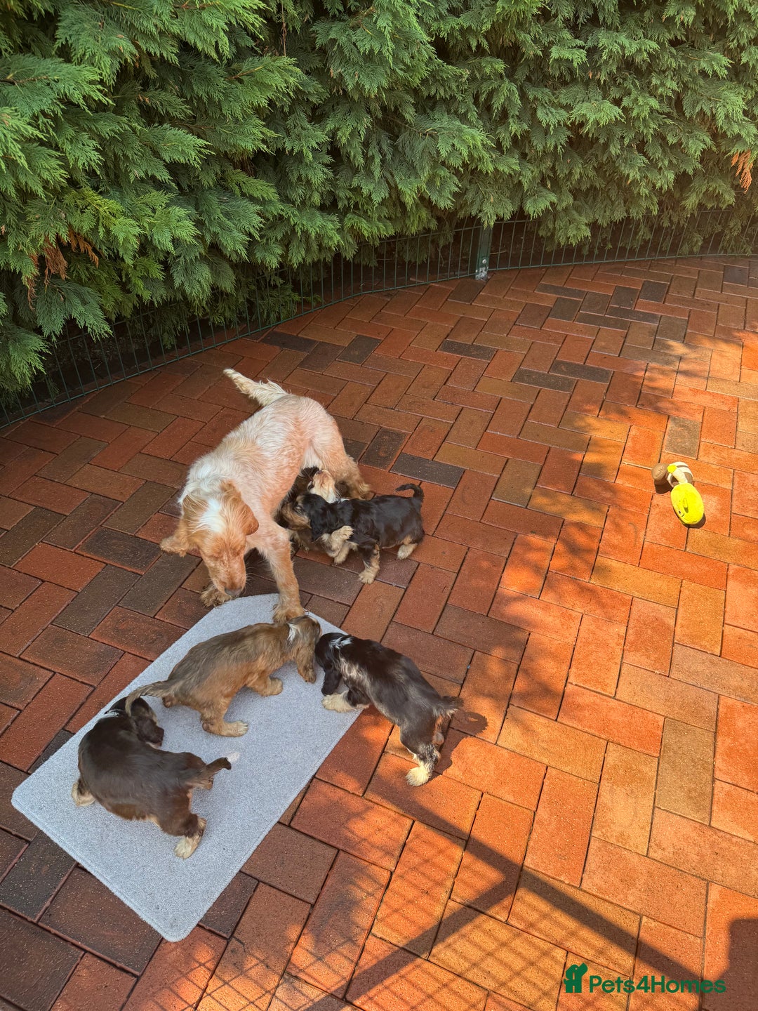 Cocker Spaniel dogs for sale: Last 2 boys fully vaccinated health checked  - Image 5
