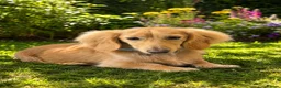 Miniature Dachshund dogs for stud: Beautiful Long Haired Full Cream Dachshund *Stud* - Advert 5