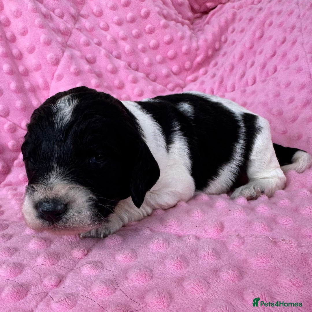 Mixed Breed dogs for sale: Cocker spaniel x Cavapoo puppies  - Image 5