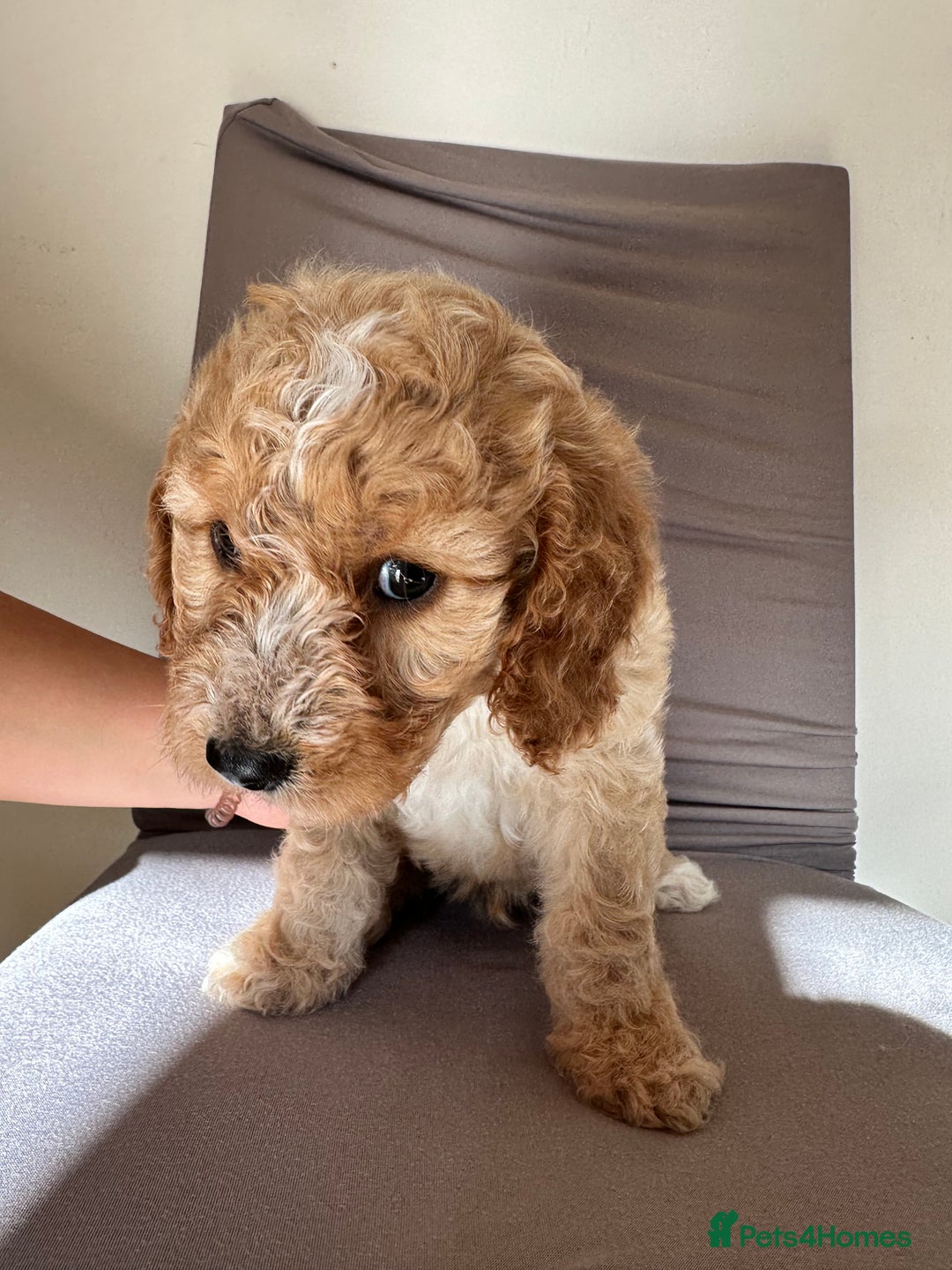 Cockapoo dogs for sale: Adorable Pappy Bread Cockapoo Puppies F2 - Image 12