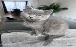 British Shorthair cats for sale: beautiful BSH girl (one girl left)  - Image 2
