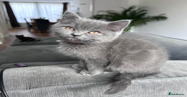 British Shorthair cats - Advert 4