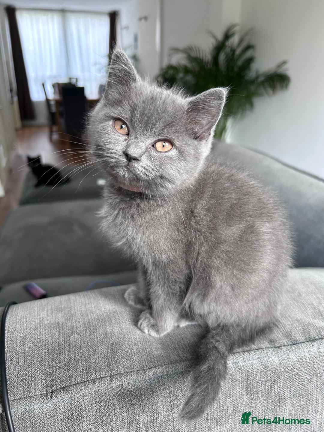 British Shorthair cats for sale: beautiful BSH girl (one girl left)  - Image 2