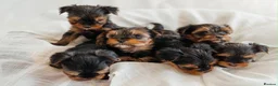 Yorkshire Terrier dogs for sale: Yorkshire Terrier Puppies 6 boys and 2 girls - Advert 7