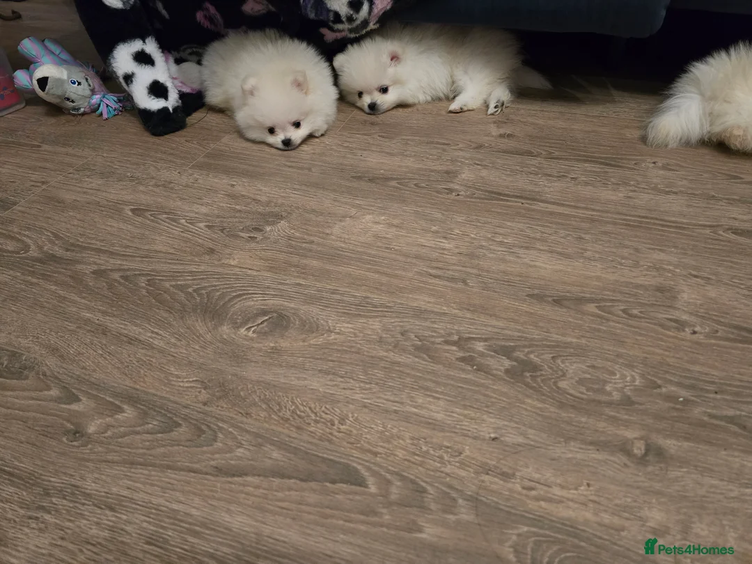 Pomeranian dogs for sale: Gorgeous KC White Pomeranians - Advert 7