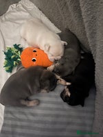 French Bulldog dogs - Advert 10