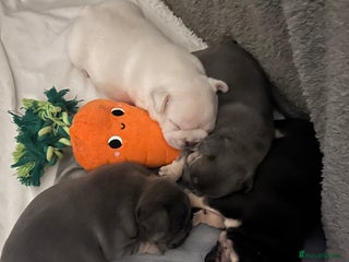 French Bulldog dogs - Advert 14