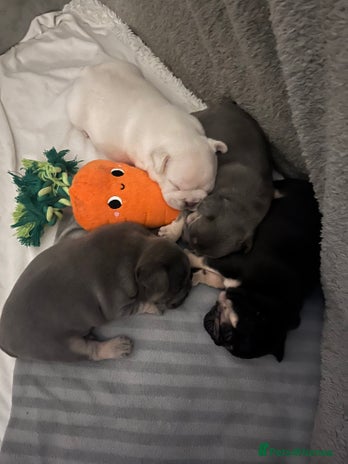 French Bulldog dogs - Advert 1