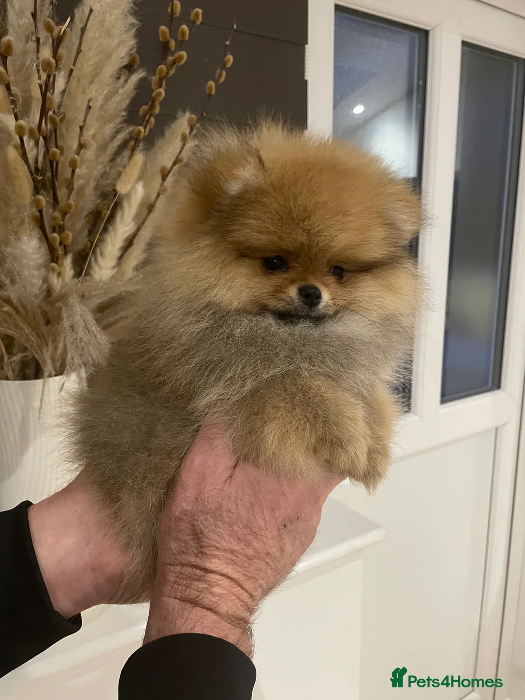 Pomeranian dogs for sale: KC Mini Pomerania  in Bristol - Advert 16
