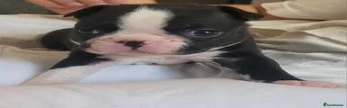 Boston Terrier  Pink collar