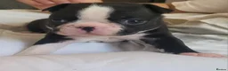 Boston Terrier dogs for sale: Beautiful Boston Babies looking for forever family - Advert 33