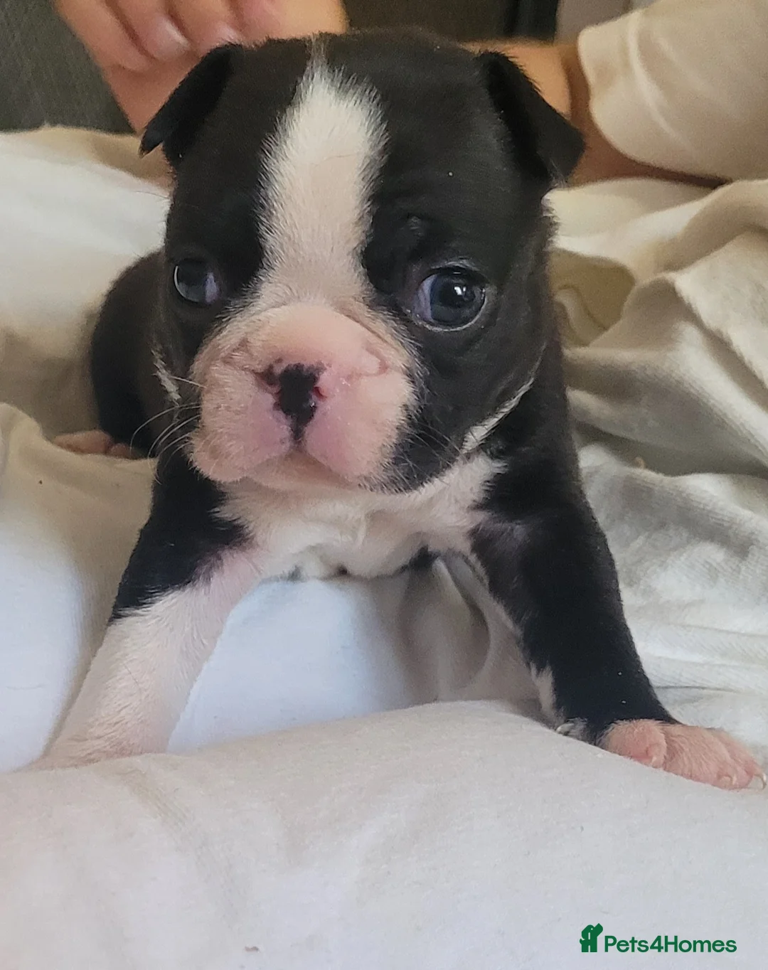 Boston Terrier dogs for sale: Beautiful Boston Babies looking for forever family - Advert 33