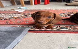 Dachshund dogs for sale: Beautiful puppies of standard dachshund  - Image 7