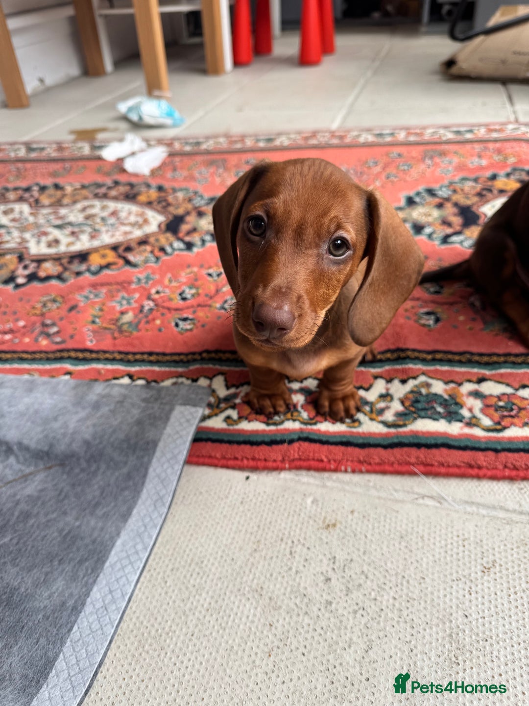 Dachshund dogs for sale: Beautiful puppies of standard dachshund  - Image 7