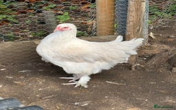 Chickens poultry for sale: 🐣 Beautiful Orpington Chicks & Cockerels for Sale - Image 12