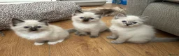 Ragdoll cats for sale: 🐾1 Boy left available🐾 - Advert 6