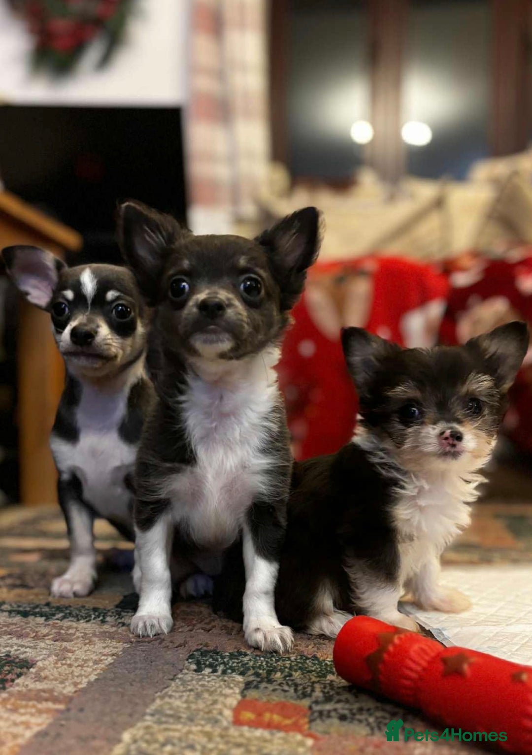 Chihuahua dogs for sale: Beautiful Chihuahua Pups For Sale. - Advert 6