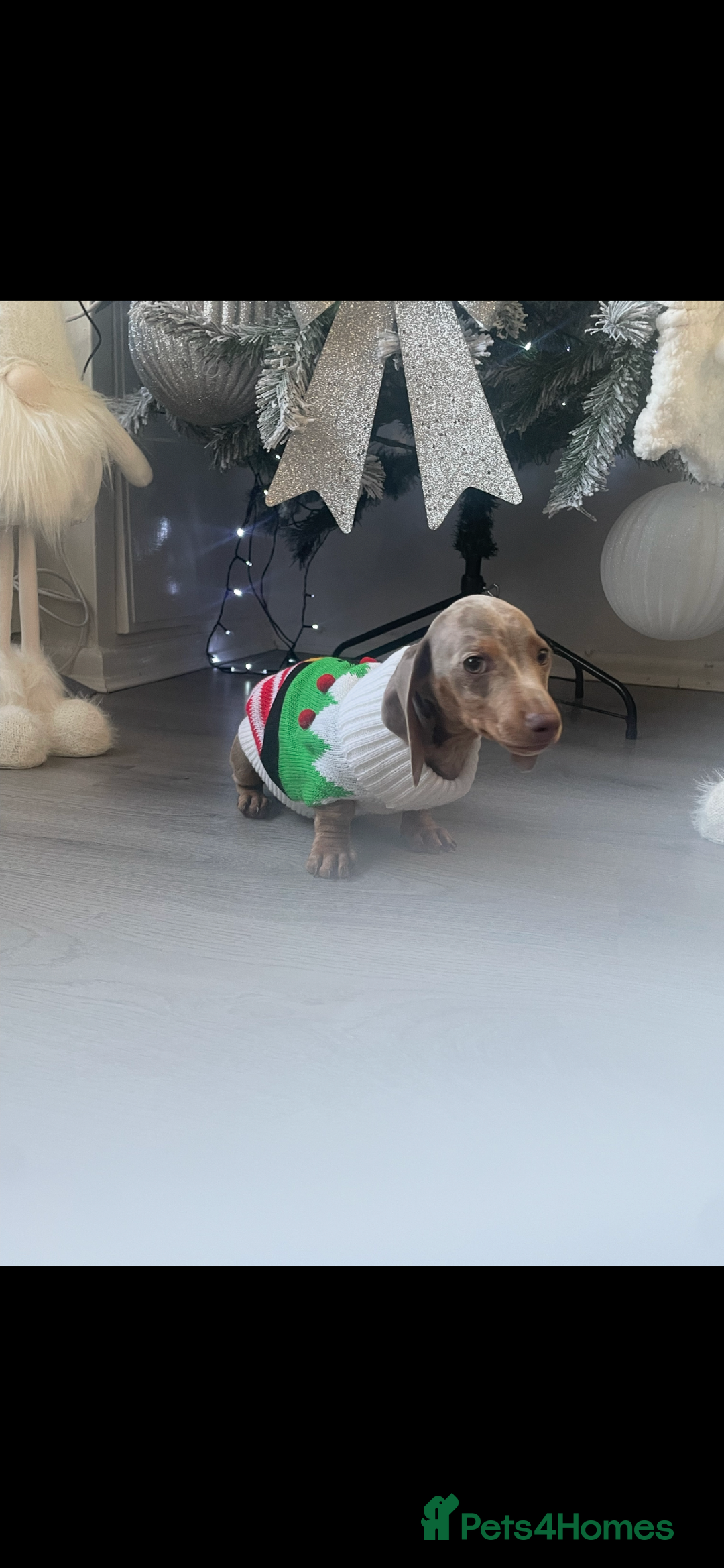 Miniature Dachshund dogs for sale: ISABELLA DAPPLE FEMALE - Advert 2