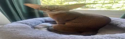 Abyssinian cats for sale: Sweet Sonia - Advert 3