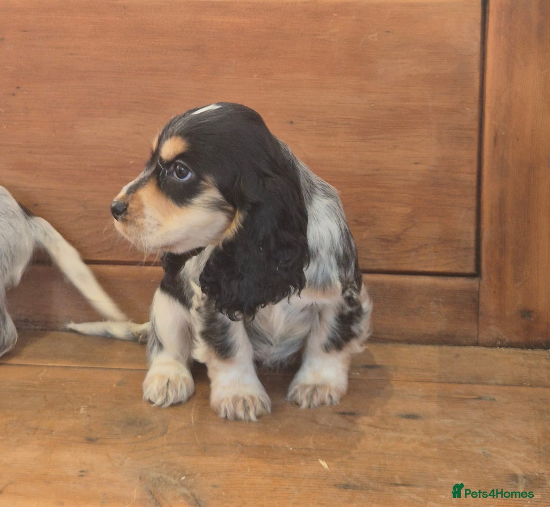 Cocker Spaniel dogs for sale: 🐾 Show-Type Cocker Spaniel Puppies 🐾 - Advert 7