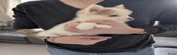 Pomsky dogs for sale: Stunning F3 Pomsky Puppies! - Advert 32