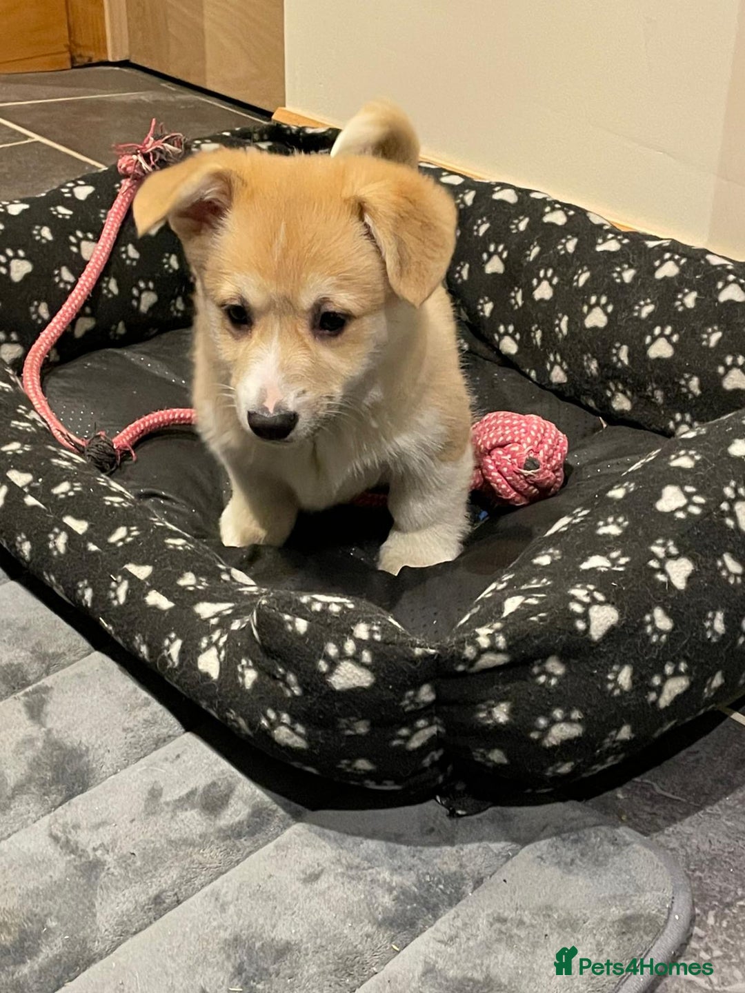 Welsh Corgi Pembroke dogs for sale: KC Registered Pembrokeshire Corgi Puppies - Advert 26