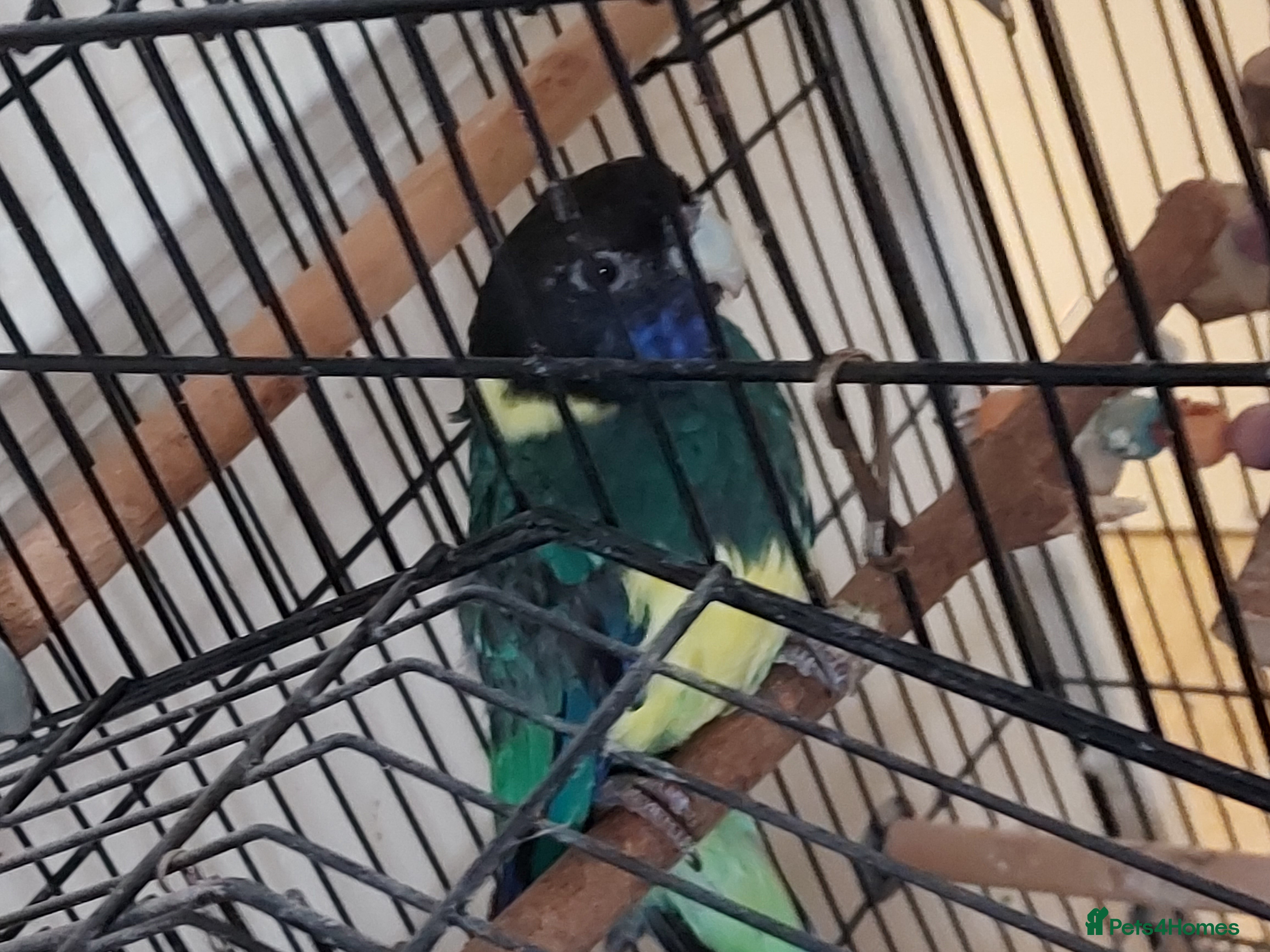 Parrots birds Australian ringneck  - Advert 13