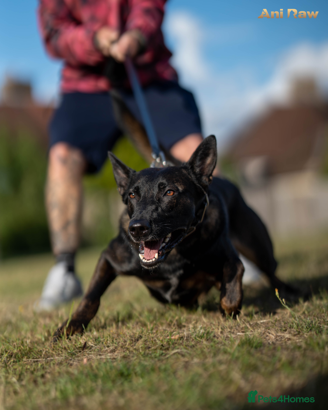Mixed Breed dogs for sale: F1 bullherder puppies  - Image 18