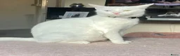 Mixed Breed cats for sale: White kittens for sale  - Advert 1