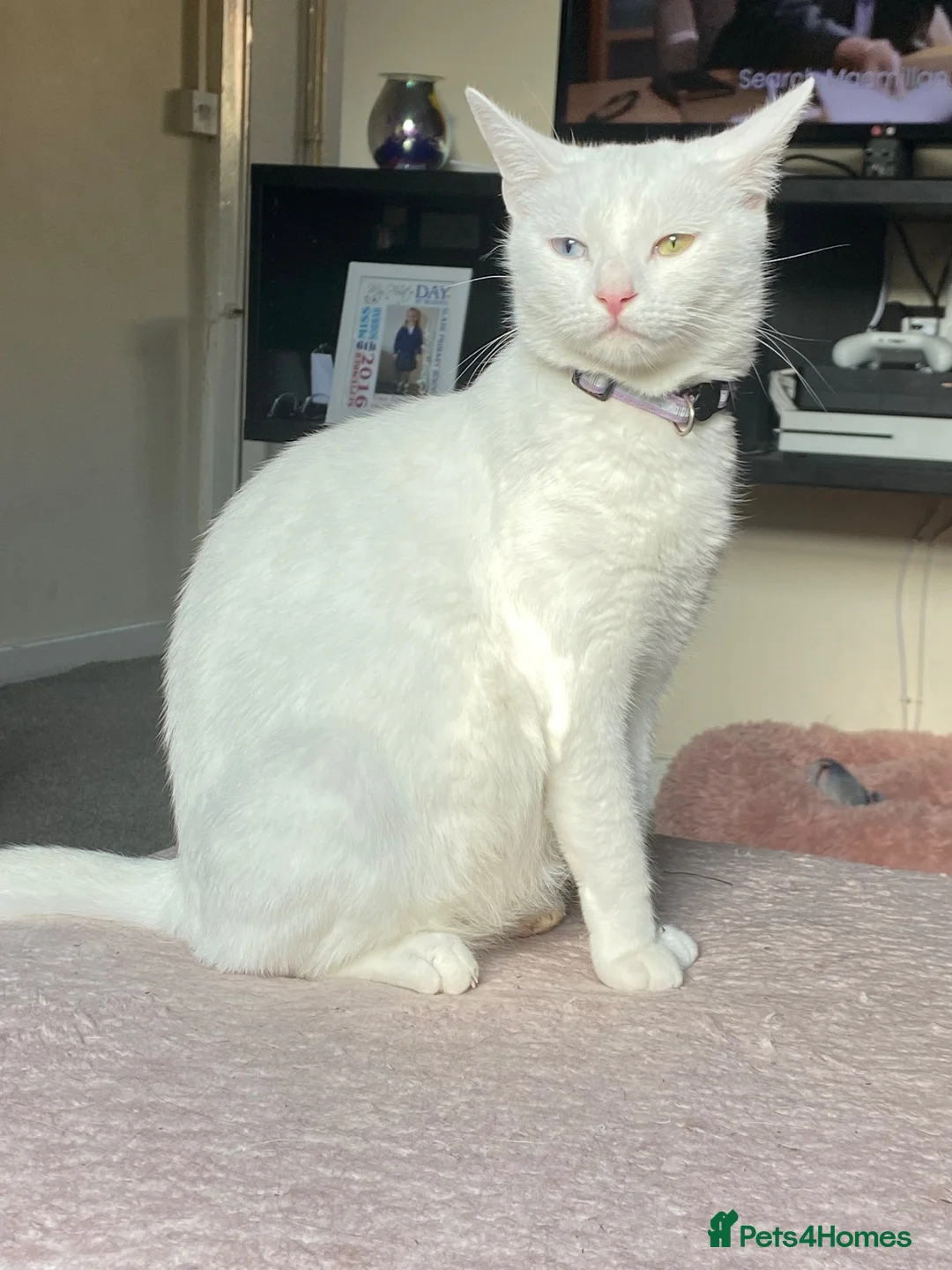 Mixed Breed cats for sale: White kittens for sale  - Advert 1