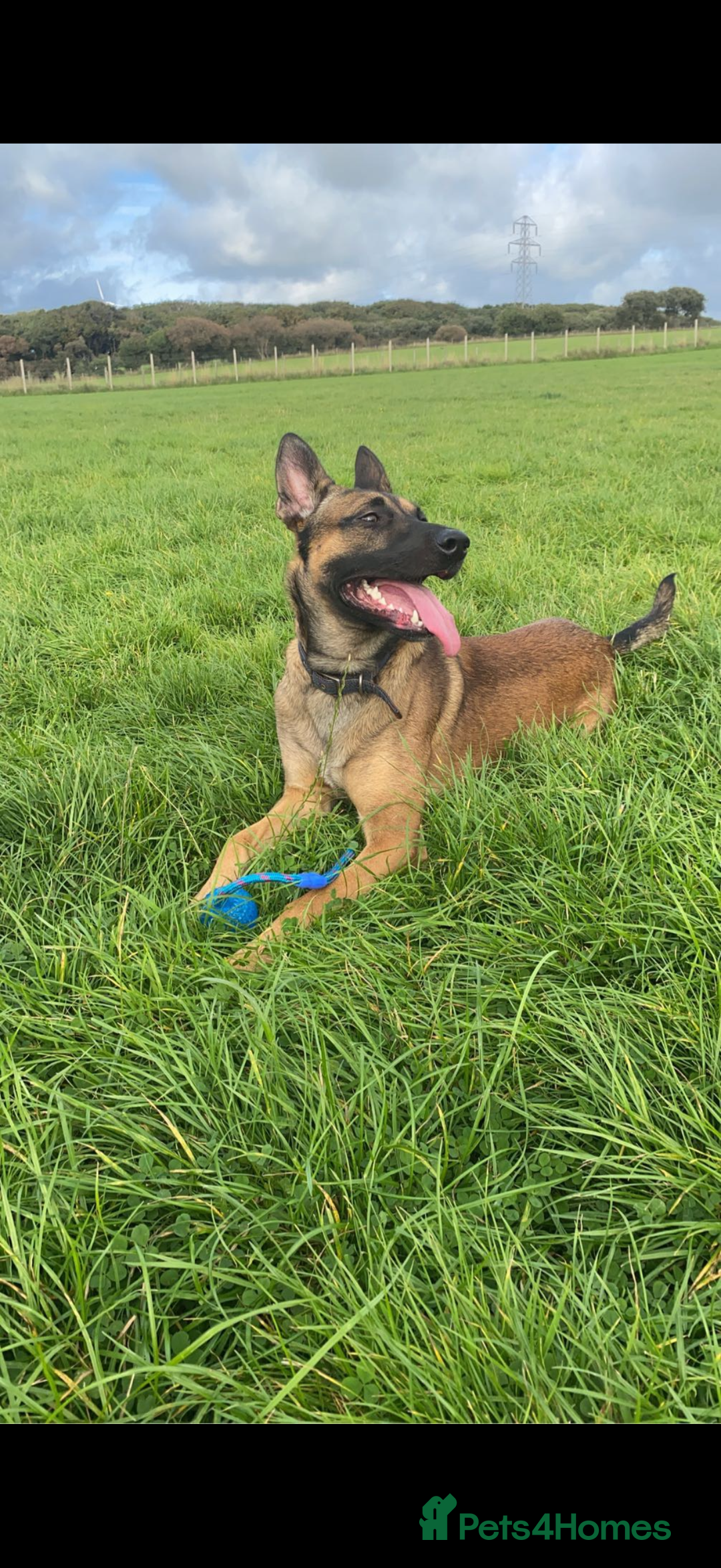 Belgian Shepherd Dog dogs for sale: Pure Belgian Malinois Puppies - Advert 40