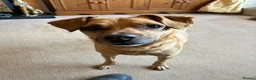 Mixed Breed dogs for sale: Peanut  - Advert 2