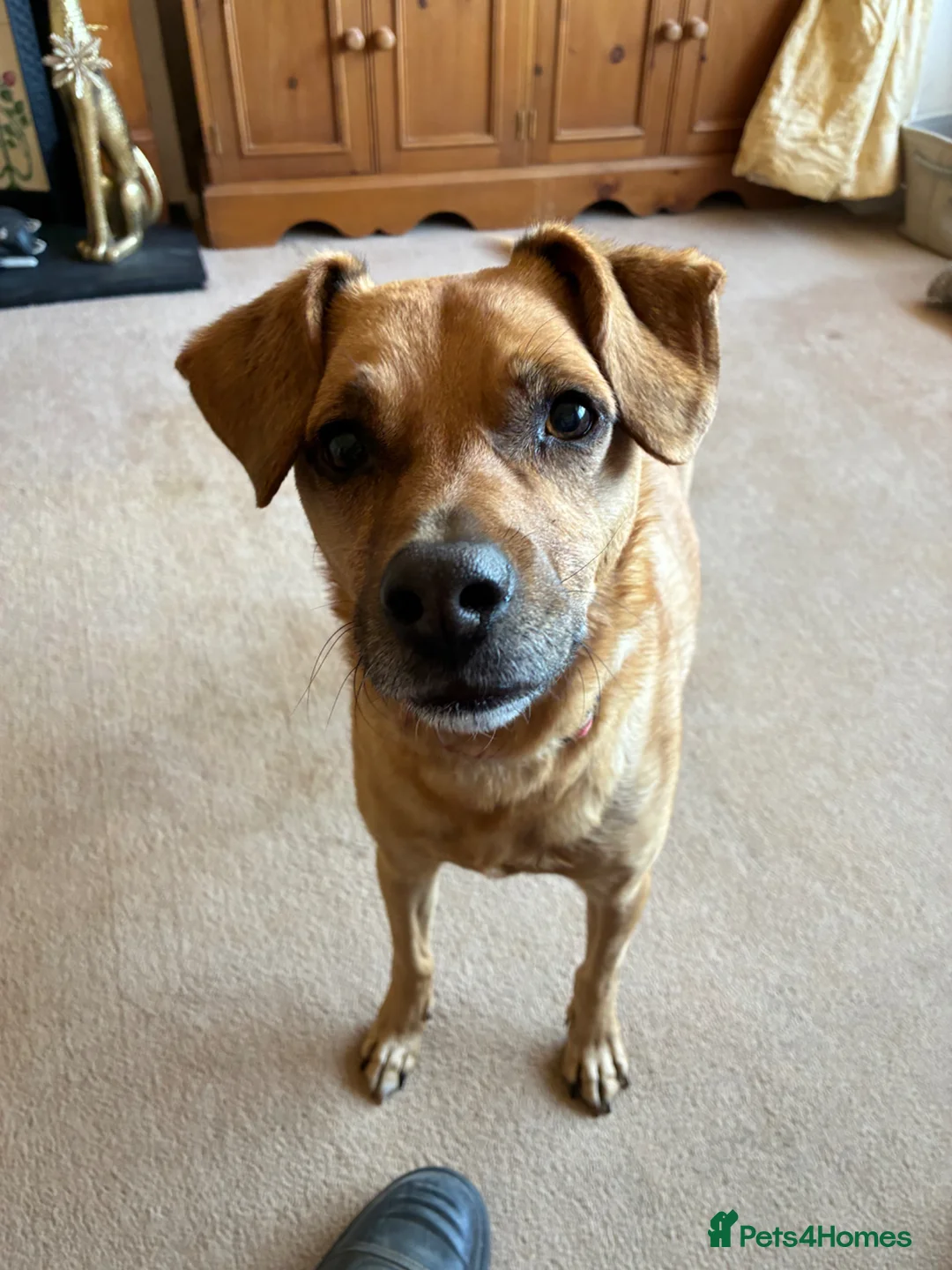 Mixed Breed dogs for sale: Peanut  - Advert 2