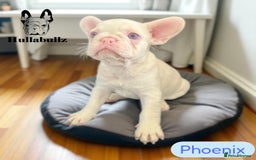 French Bulldog dogs for sale: Pink Health clear Frenchie - DEZINERBULLZ lines - Image 6
