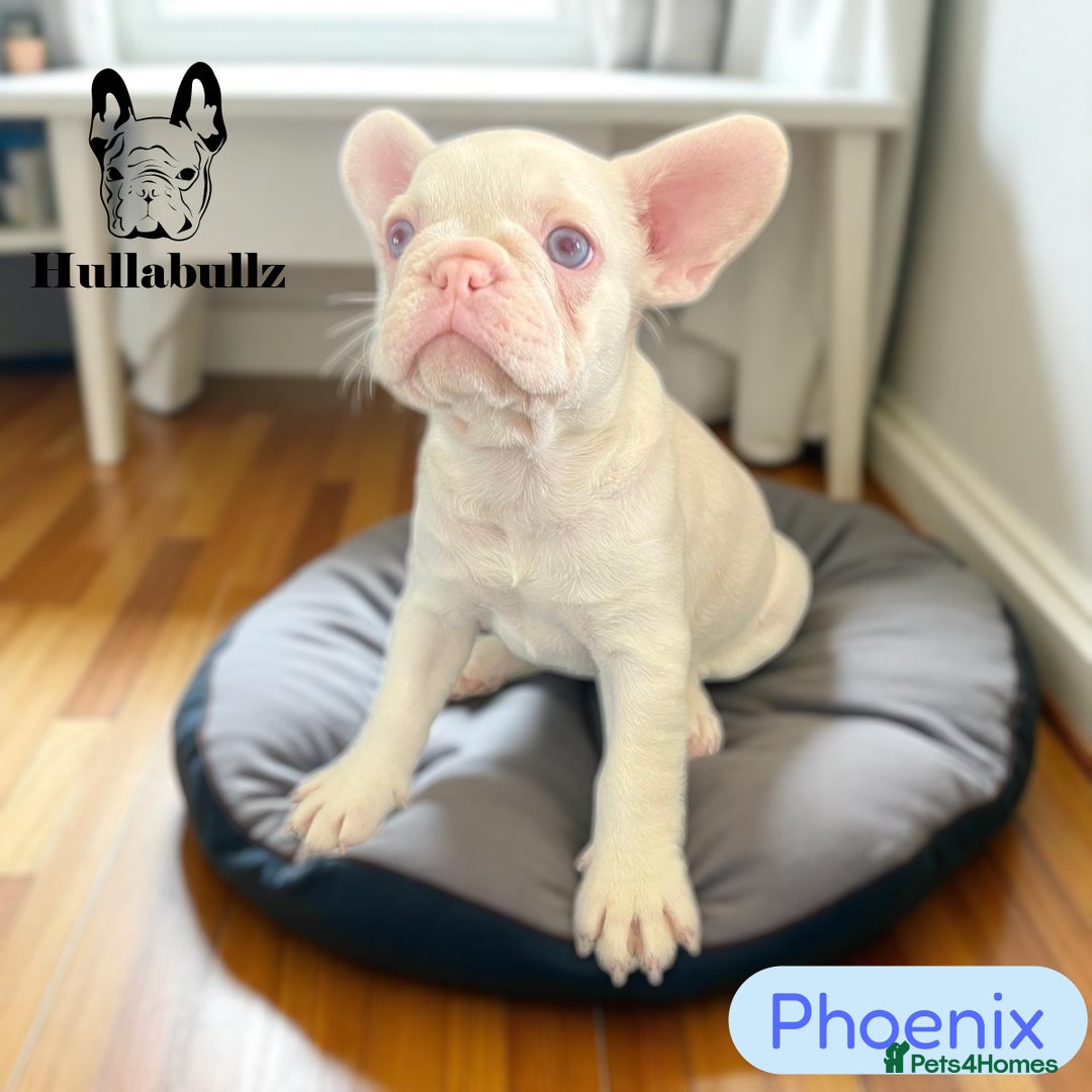 French Bulldog dogs for sale: Pink Health clear Frenchie - DEZINERBULLZ lines - Image 6