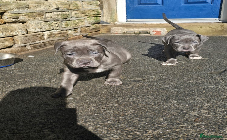American Bulldog dogs - Advert 8