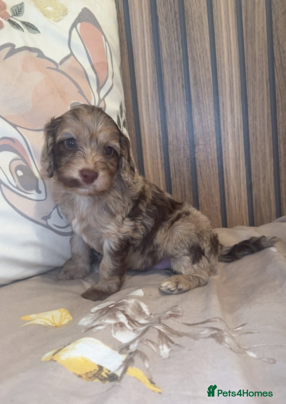Cockapoo dogs for sale: Miniature toy poodle cockapoos available soon ❤️ - Image 4