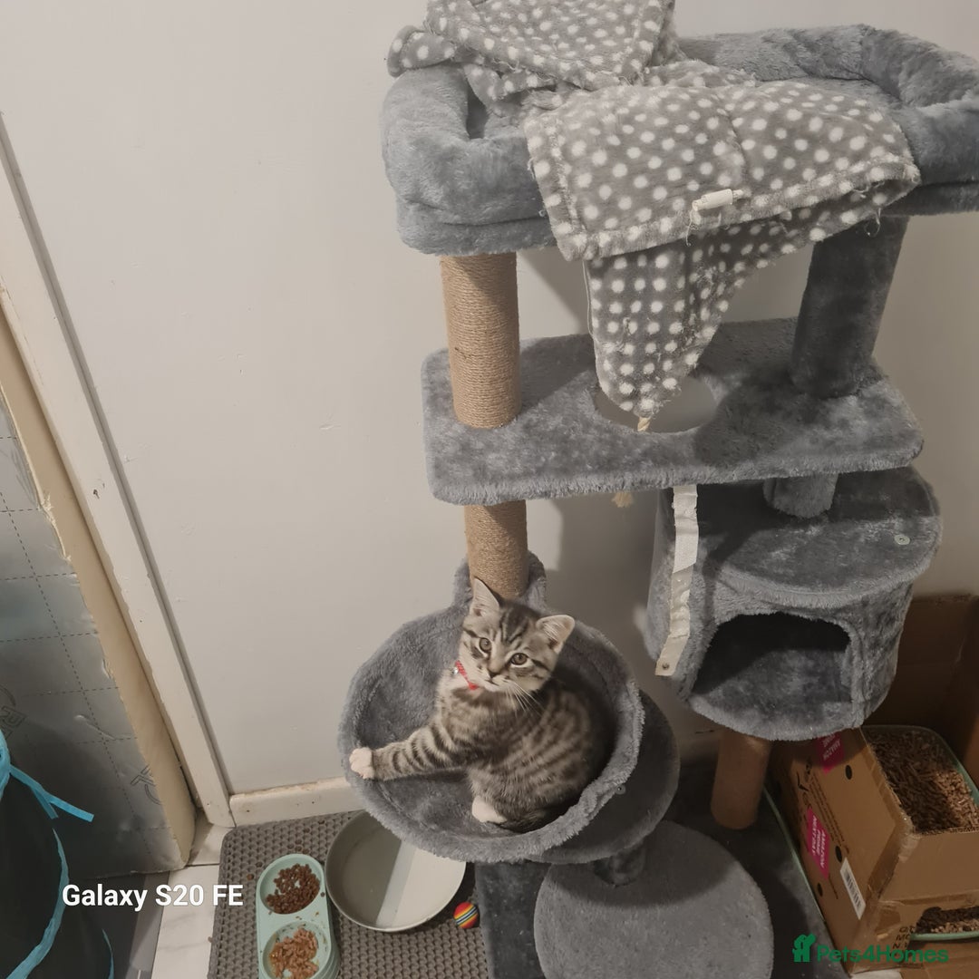 Scottish Fold cats for sale: Scottish fold cross  - Advert 4