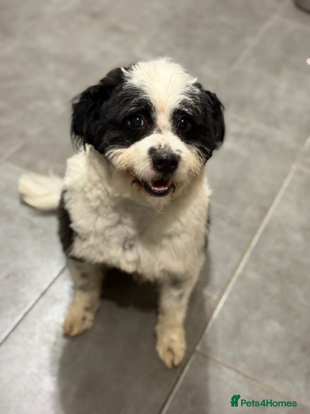 Mixed Breed dogs for adoption: Cute Teddy looking for True Love  - Advert 11