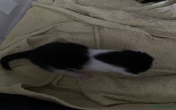 Mixed Breed cats for sale: 5 gorgeous kittens - Image 14