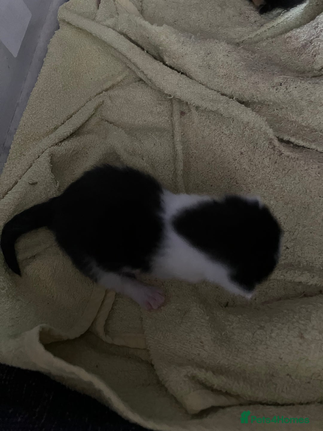 Mixed Breed cats for sale: 5 gorgeous kittens - Image 14