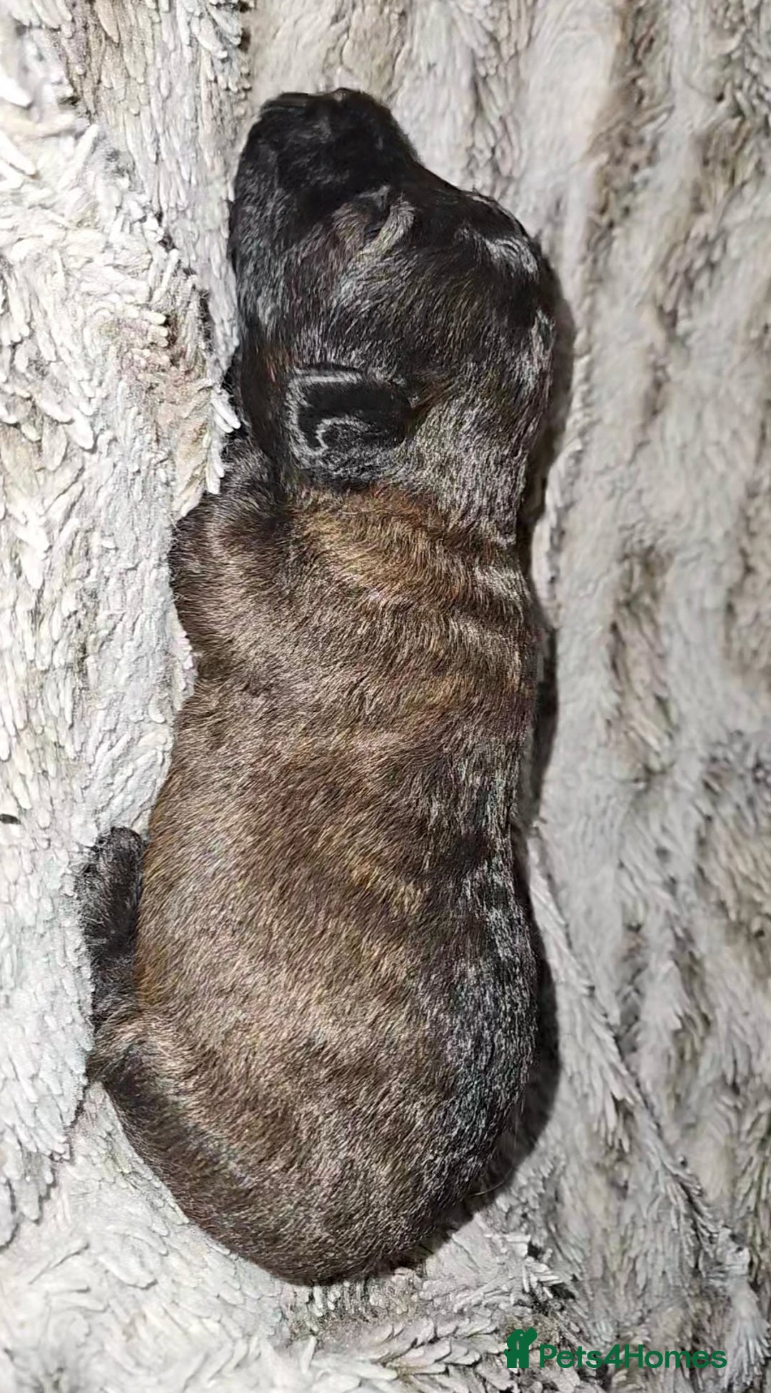 Mixed Breed dogs for sale: Beautiful Stunning Westiepoo Puppies - Advert 2