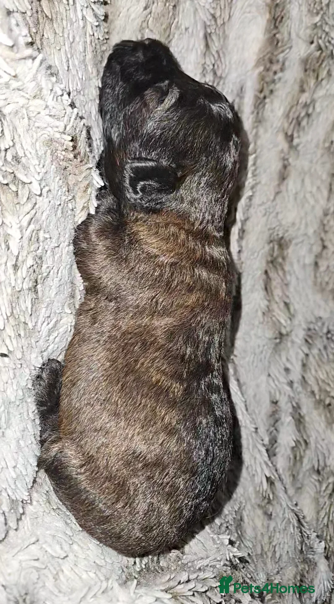 Mixed Breed dogs for sale: Beautiful Stunning Westiepoo Puppies - Advert 7