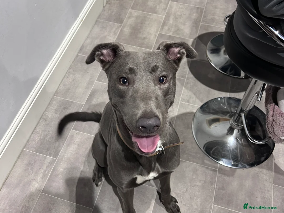 Lurcher dogs for sale: Bull Lurcher  in Southport - Advert 2