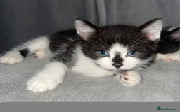 British Shorthair cats for sale: Beautiful black and white kittens - Image 15