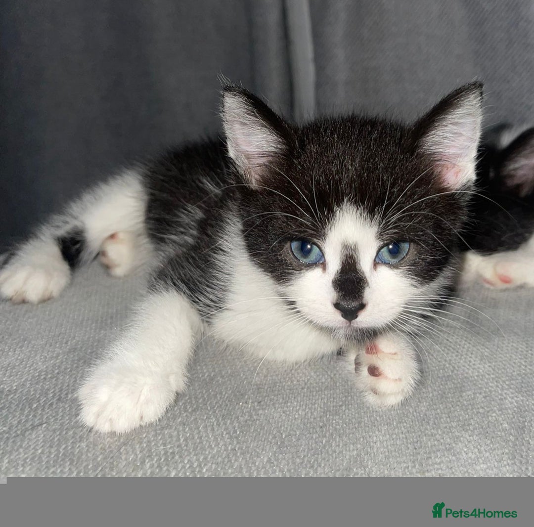 British Shorthair cats for sale: Beautiful black and white kittens - Image 15