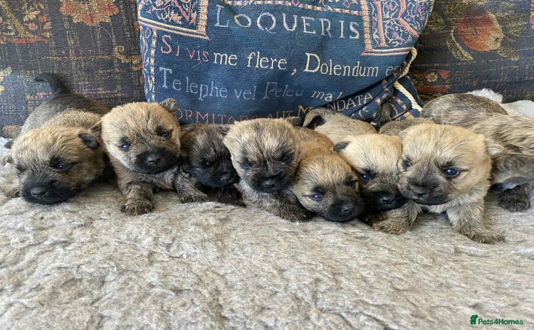 Cairn Terrier dogs - Advert 2
