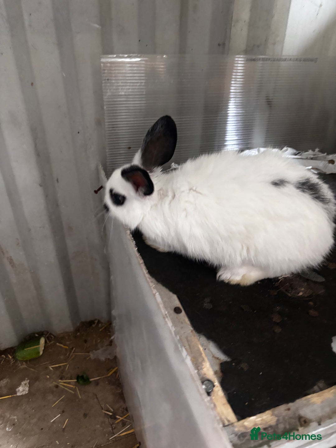 Lionhead rabbits for sale: Lionhead rabbits  - Image 2