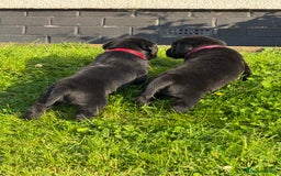 Labrador Retriever dogs for sale: KC Reg Pups, Excellent Pedigree, Ready This Week - Image 9